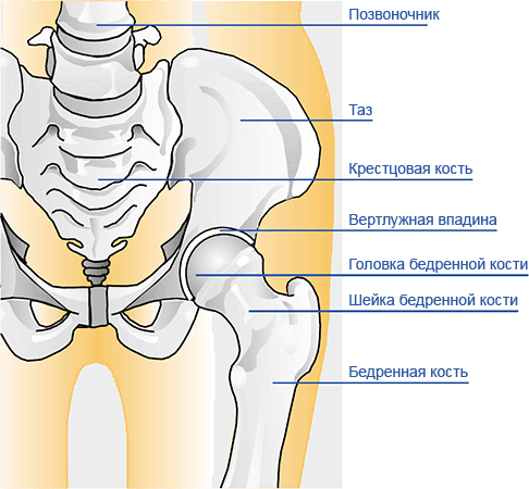 Бедренная Кость Где Находится Фото